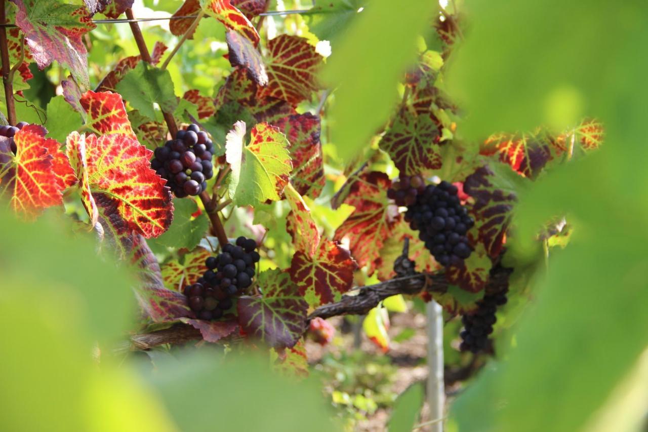 Enjoy En Champagne Maison Calme Au Milieu Du Vignoble Avec Parking Gratuit Dormans Zewnętrze zdjęcie